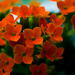 Kalanchoe by elisasaeter