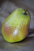23rd Oct 2014 - Real Pear