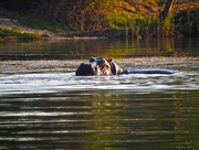 18th Oct 2014 - River Horse