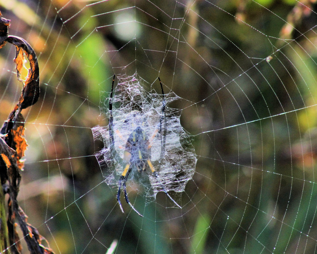 Last spider hanging by cjwhite