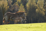 24th Oct 2014 - Zebra Foal