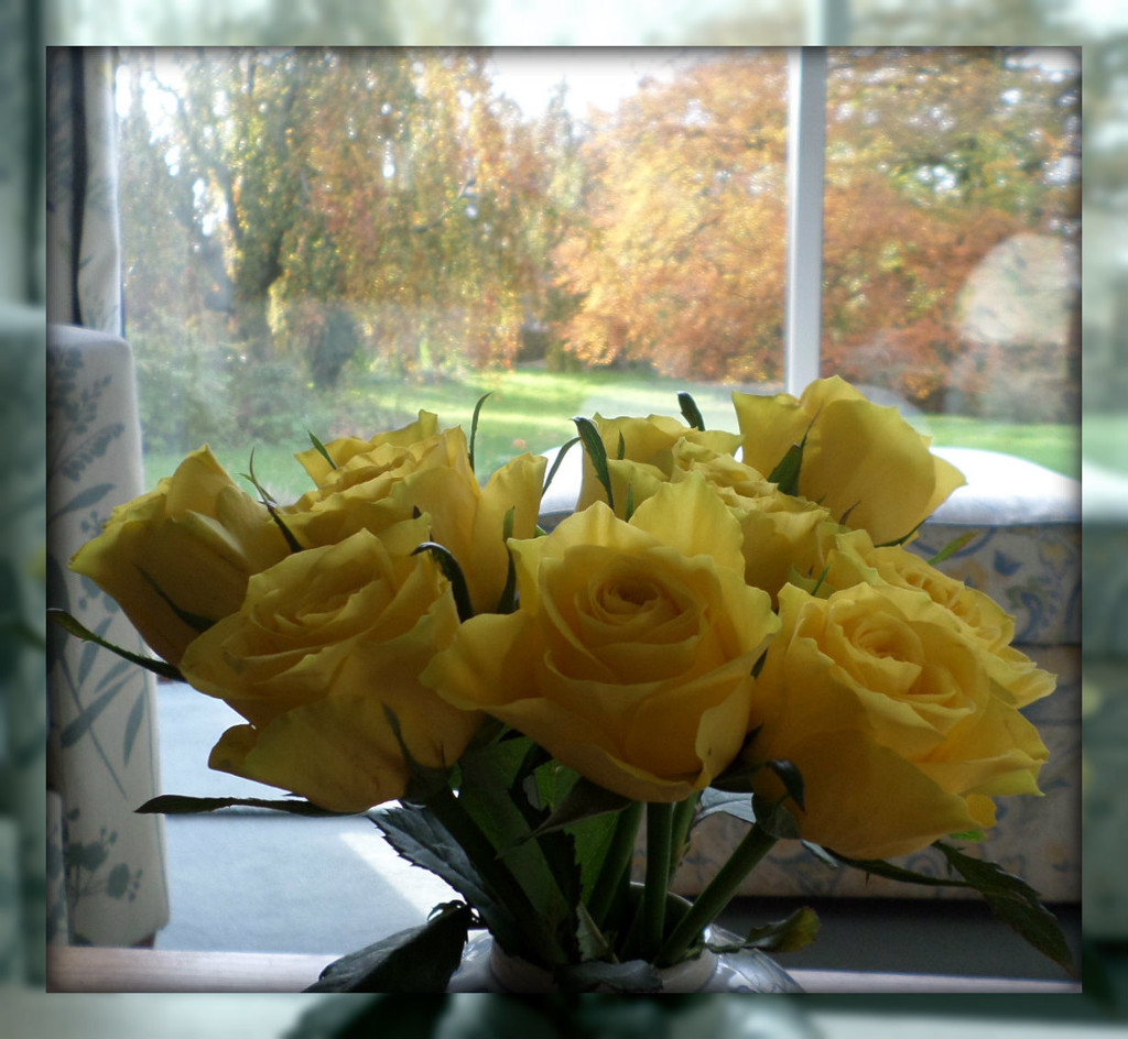 garden light and yellow roses by sarah19