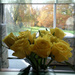 garden light and yellow roses by sarah19