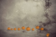 24th Oct 2014 - Ten little pumpkins jumping on a wire
