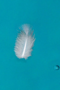 24th Oct 2014 - Feather