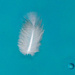 Feather by danette