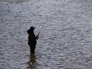 24th Oct 2014 - Steelhead Fishing