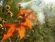 24th Oct 2014 - sun and leaf