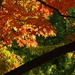 Autumn Splendor by khawbecker