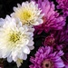 Chrysanthemums by loweygrace