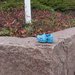 Blue shoe - Sininen kenkä IMG_1147 by annelis