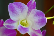 25th Oct 2014 - Balcony Orchid