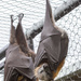Flying foxes by gosia