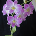 orchid in bloom by ianjb21