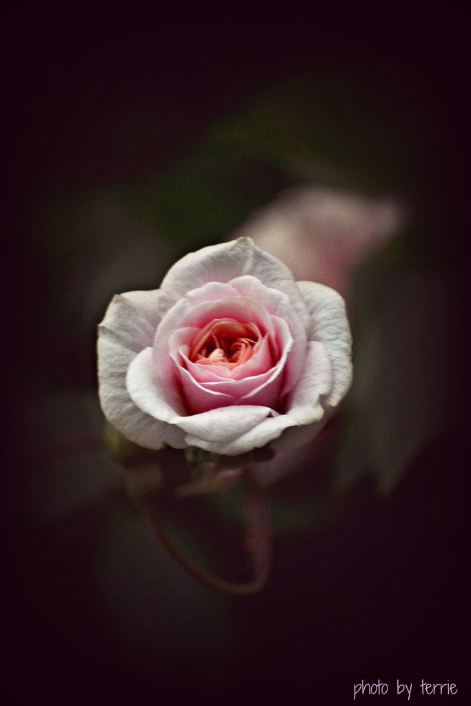 Pink Rose by teodw