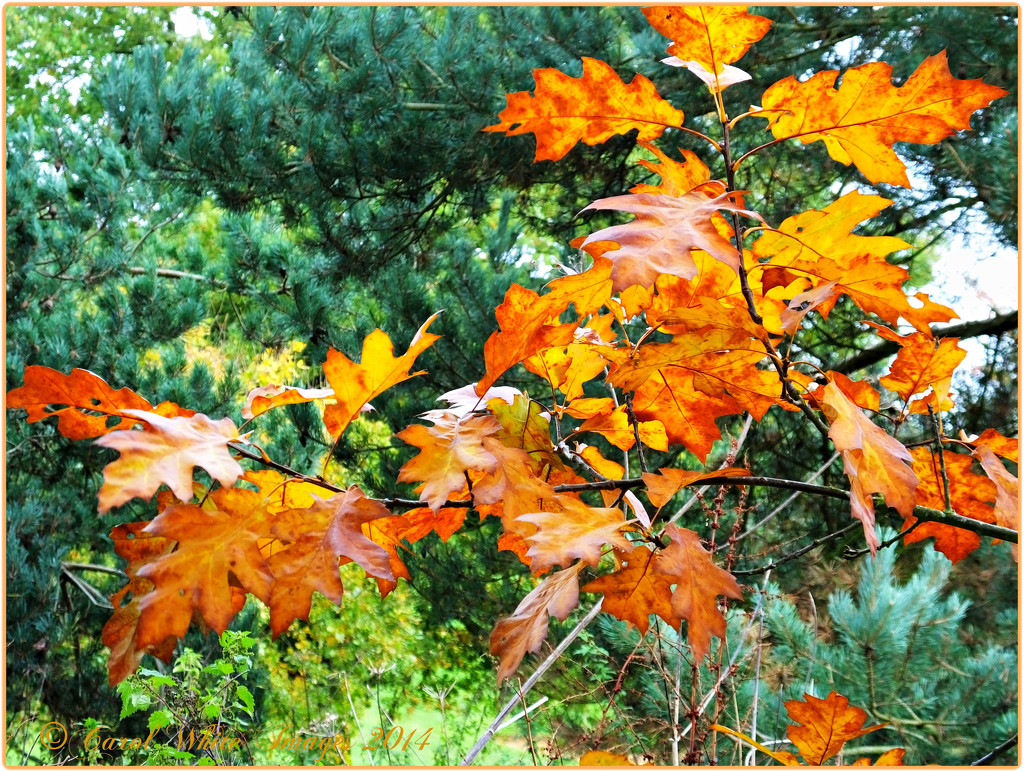 Autumn Leaves by carolmw