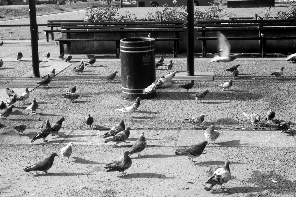 Pigeon Movement by emma1231