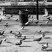 Pigeon Movement by emma1231