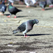 The lowly Pigeon by emma1231