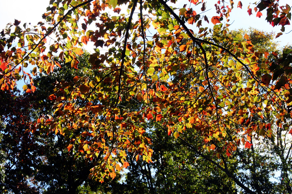 Leaves by hjbenson