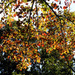 Leaves by hjbenson