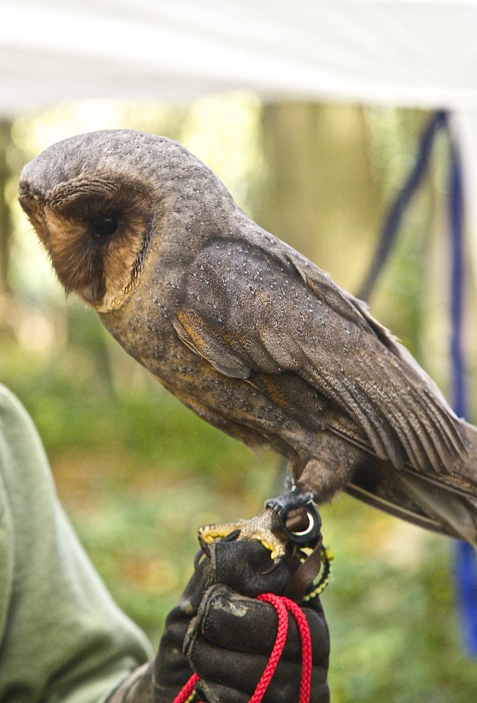 "Black" Barn Owl by padlock