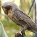 "Black" Barn Owl by padlock