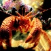 Crab by lynnz