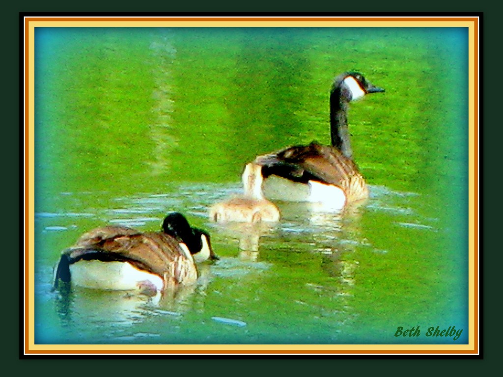 Get You Ducks In A Row! by vernabeth