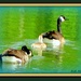 Get You Ducks In A Row! by vernabeth