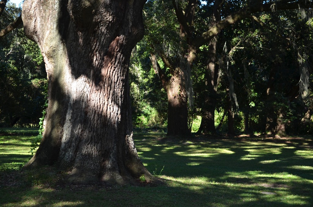 Live oaks and shadows, Charles Towne Landing State Historic Site, Charleston, SC by congaree