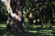 25th Oct 2014 - Live oaks and shadows, Charles Towne Landing State Historic Site, Charleston, SC