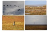 10th Oct 2014 -  RSPB Marshside Reserve