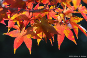 25th Oct 2014 - Fiery Fall Leaves
