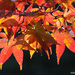 Fiery Fall Leaves by falcon11