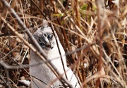 25th Oct 2014 - Cat in the bushes