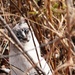 Cat in the bushes by sarahlh