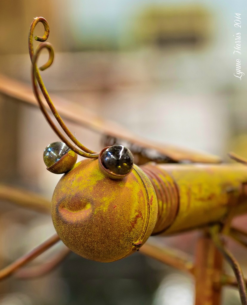Bug-eyed by lynne5477