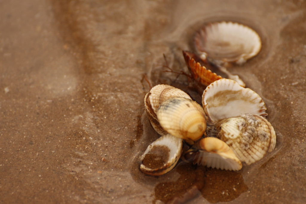 Shells on Hunstanton Beach by bizziebeeme
