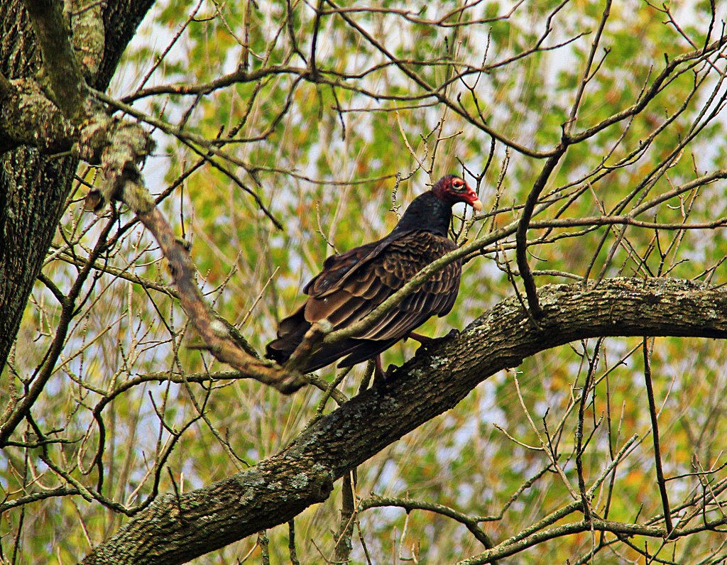 Buzzard Alert by digitalrn