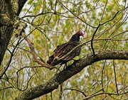 24th Oct 2014 - Buzzard Alert