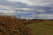 24th Oct 2014 - Half A Cornfield