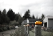 25th Oct 2014 - Pumpkin Posts