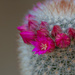 Flowering cactus by gosia