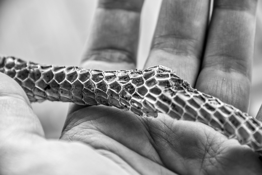 Snake skin by corymbia