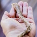 snake skin by corymbia