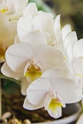10th Oct 2014 - orchid