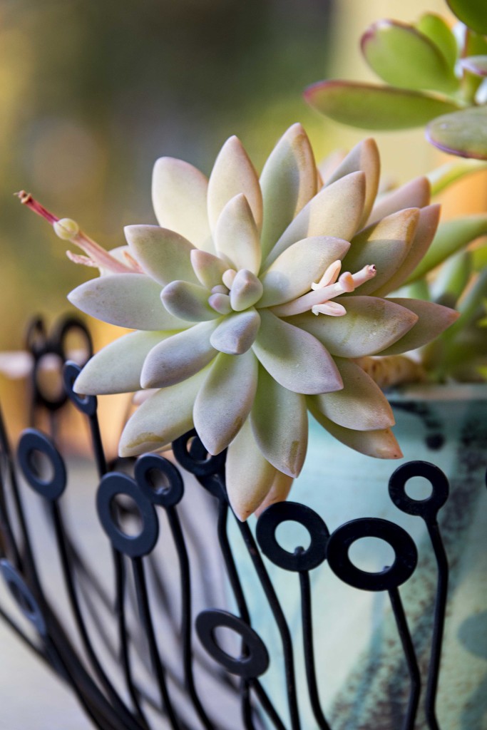 succulent by corymbia