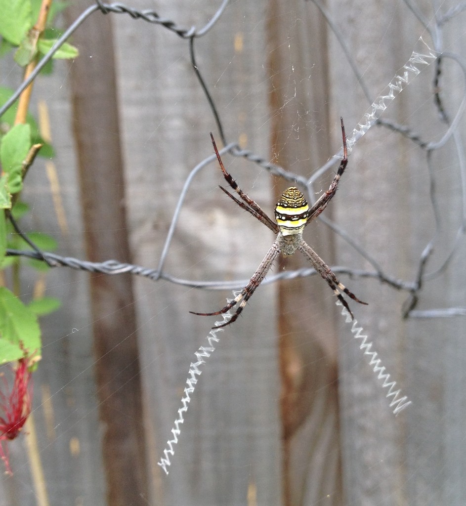 St Andrews Cross Spider by kjarn