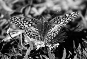 25th Oct 2014 - butterfly